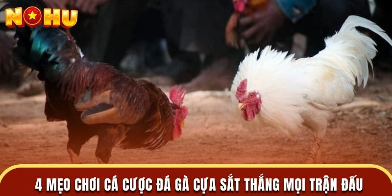 4 mẹo chơi cá cược đá gà cựa sắt thắng mọi trận đấu