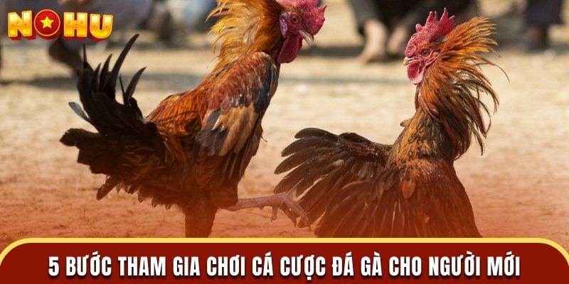 5 bước tham gia chơi cá cược đá gà đơn giản cho người mới