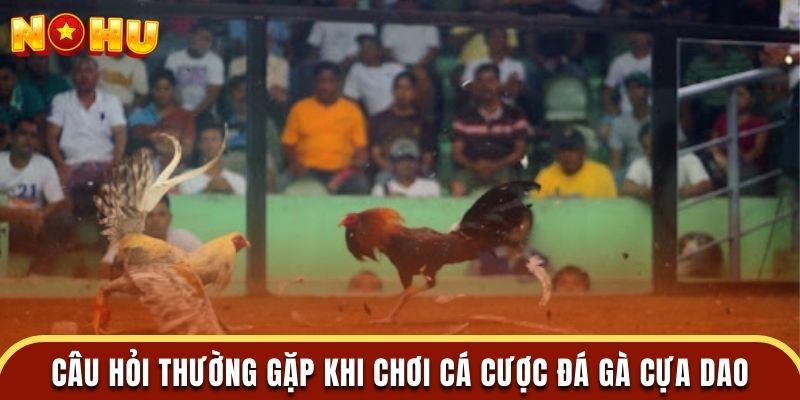 Câu hỏi thường gặp khi chơi cá cược đá gà cựa dao