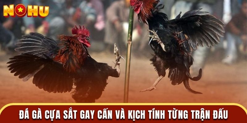 Đá gà cựa sắt gay cấn và kịch tính từng trận đấu