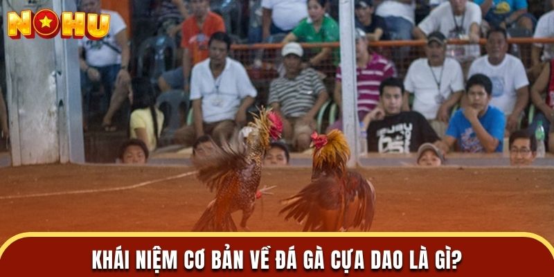 Khái niệm cơ bản về đá gà cựa dao là gì?