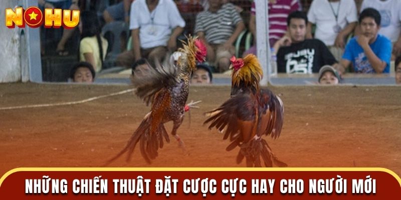 Những chiến thuật đặt cược cực hay cho người mới áp dụng